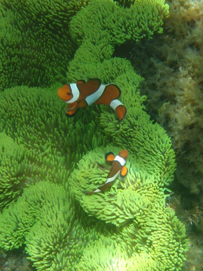 ich suchte nach dem Friedhof, fand aber nur Nemo