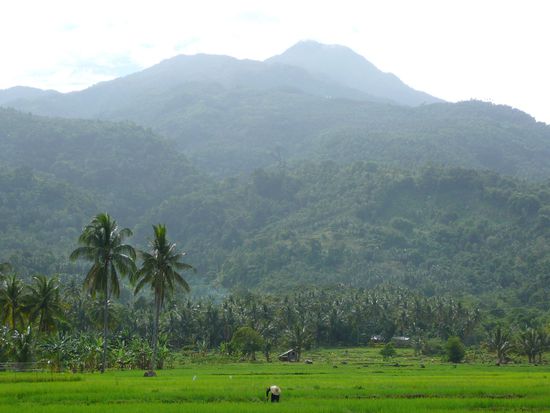 Reisfeld - im Hintergrund Mount Hibok Hibok