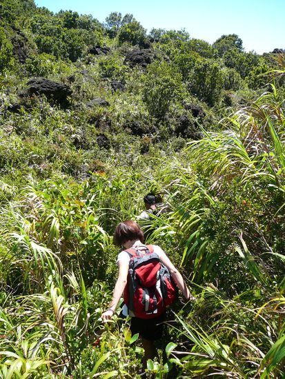 Kampf durchs Gebüsch 