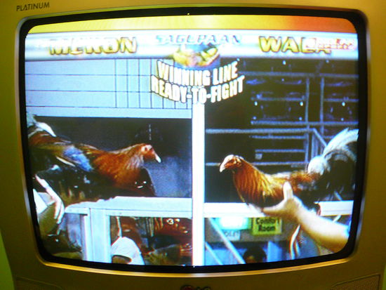 Hahnenkampf im Fernsehn 