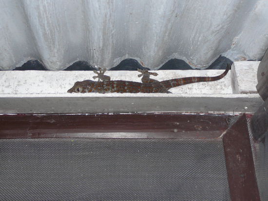 ein großer Gecko zu Besuch