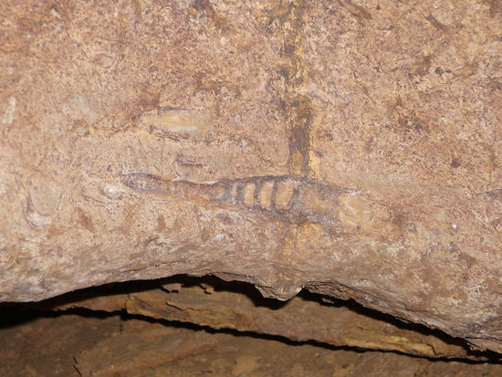ein Fossil in der Höhle