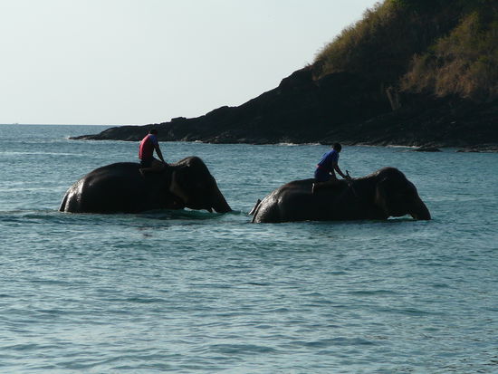 Elefanten nehmen ein Bad im Meer