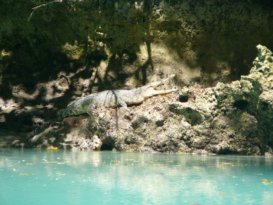 ein freilebendes Kroko beim Sonnenbad