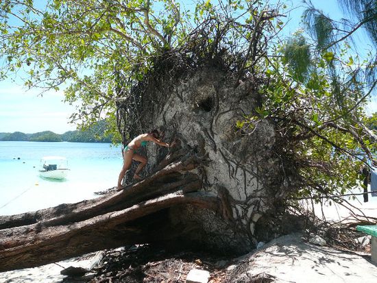 Elli will den Baum wieder aufstellen 