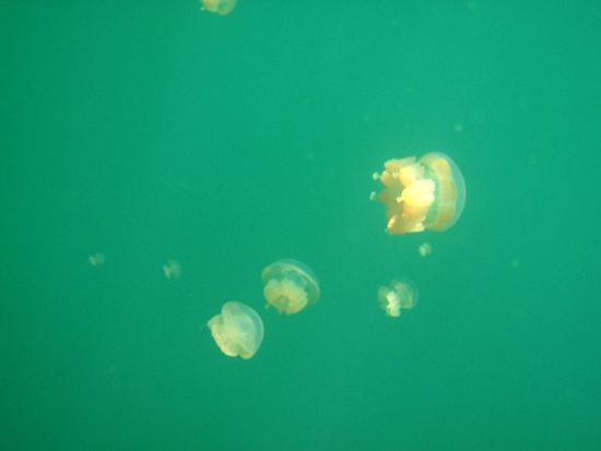 zuerst waren es nur ein paar Quallen