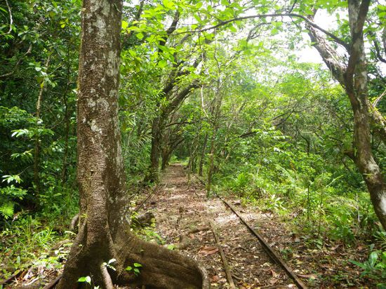 der Wald holt sich alles zurück....