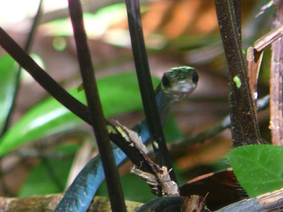 ein Bewohner des Waldes