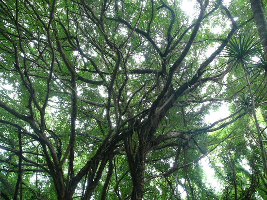 Urwald