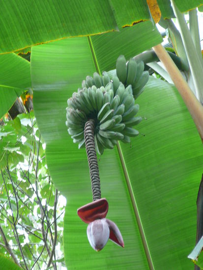 Bananenstaude mit Blüte
