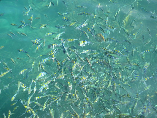 die Fische stürzen sich hier auf ein Stück Banane wie Piranhas auf Fleisch... 