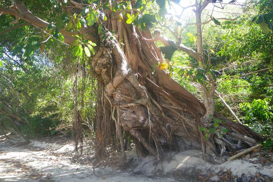 beim Erklettern eines riesigen Baums