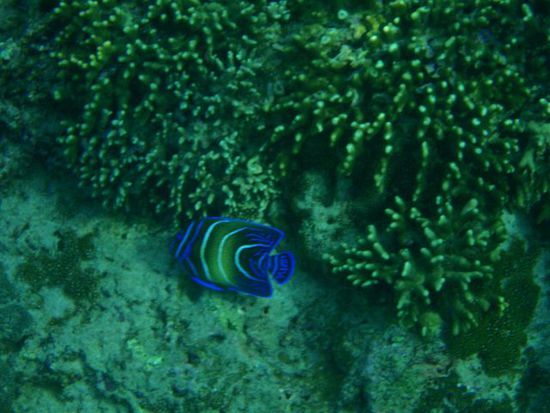 einer der schönsten Fische, die je gesehn habe!