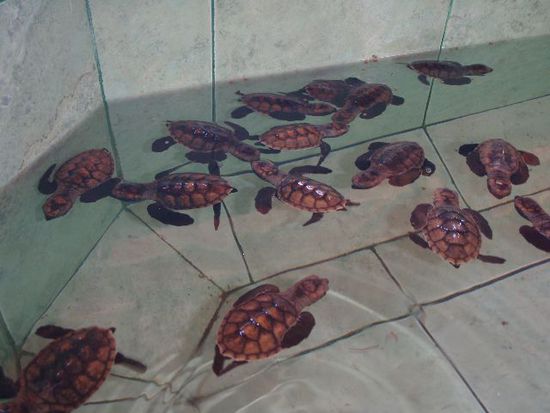 Baby-Schildis