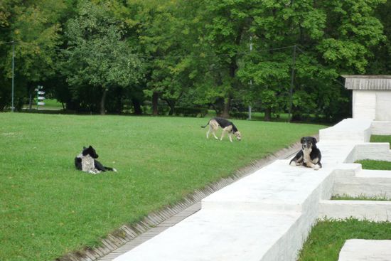Sogar die Hunde "Chillen" in der Morgensonne