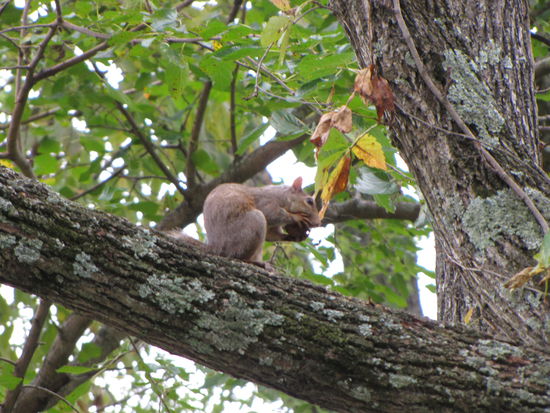 Die sieht man hier an jeder Ecke