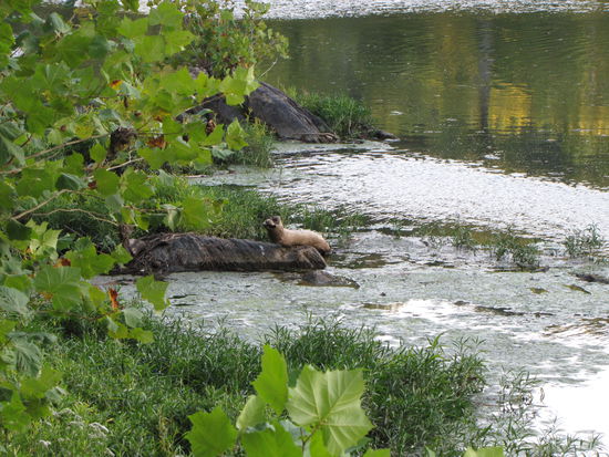 Was versteckt sich auf diesem Bild?