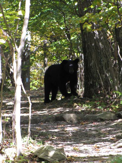 Schon etwas größer als der letzte Bär