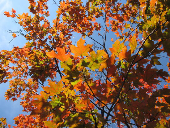 Der Indian Summer startet