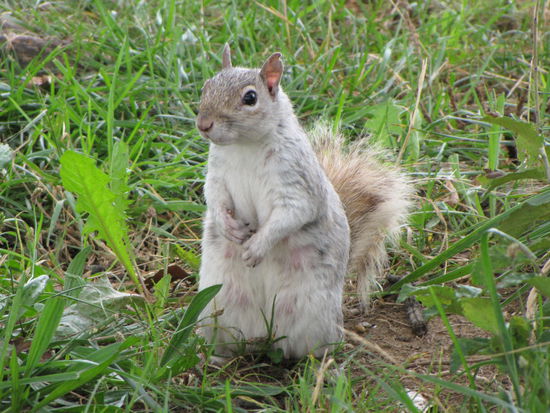 A-Hörnchen oder doch ein B-Hörnchen???