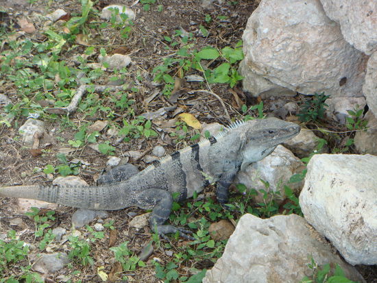 Wir trafen unzaehlige Leguane an 