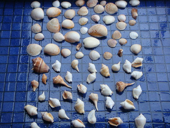 Sauber geputzte Muscheln