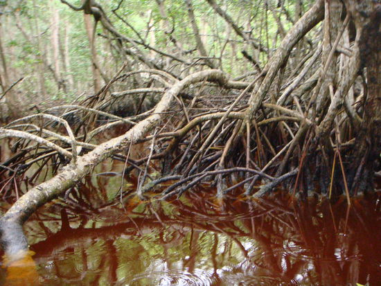 Mangroven (Das Wasser ist so rot, weil die Trauben von den Baeumen heruntergefallen sind)