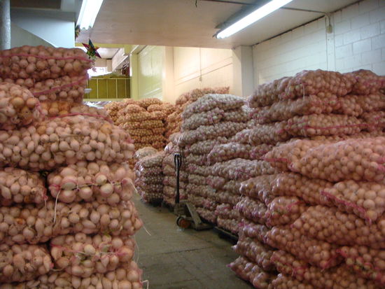 Zwiebeln so weit das Auge reichte 