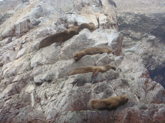 Die waren ja sooo faul 