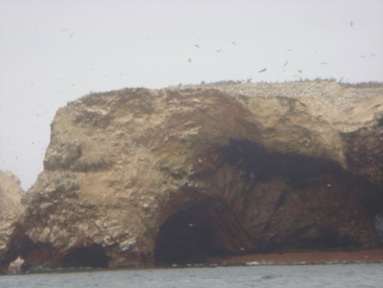 Es ist zwar nicht so scharf zu sehen, aber diese Felsen waren voller Voegel!!