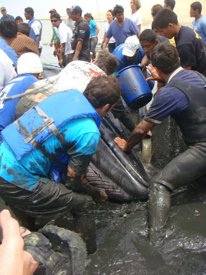 Der gestrandete Walfisch... Immer wieder mussten sie ihn nass machen.