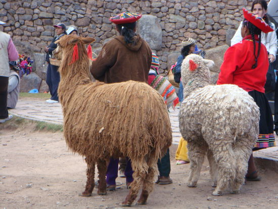 Auch Lamas haben Figurprobleme 