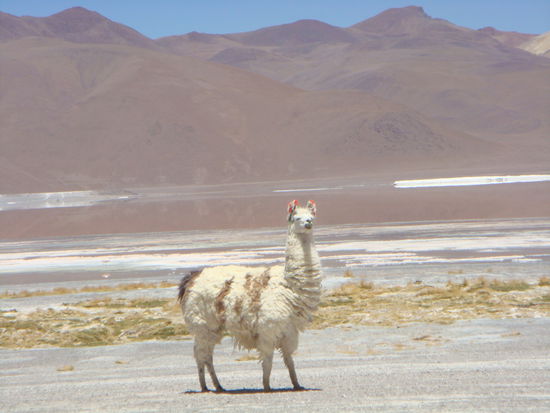 Auf dieser Tour trafen wir unzählige Lamas an...