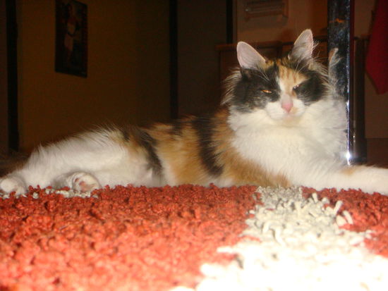 Sol, die verrückte Katze von Roberto 