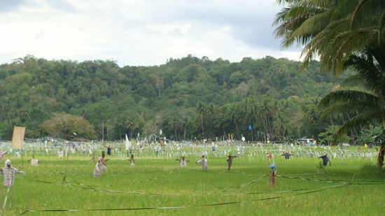 Schon gings wieder in Richtung nach Hause. Natuerlich nicht den selben Weg, wie wir gekommen sind und natuerlich noch mit nem Highlight (Damit meine ich nicht, das wir verregnet wurden...)
Wenn man auf den Philippinen unterwegs ist, trifft man mit hoechster Wahrscheinlichkeit fueher oder spaeter auf ne Hahnkampfarena.
Die Philippinos sind versessen auf den Hahnenkapf, so auch Achilles, der zum Spass Streithaehne zuechtet um sie anschliessend zu verkaufen...
Die Spiele finden Sonntags statt und wer die Moeglichkeit hat, sollte sich mal fuer ne halbe Stunde in so ne Arena reinsetzen!
Bitte, versteht mich nicht falsch- Eigentlich bin ich total gegen Kampftierzuechten, damit die sich dann anschliessend nur so zum Spass der Zuschauer runtermetzeln koennen.
Aber bei Kampfhaehnen konnte ich mich da irgentwie arrangieren.
Warum?
1. So ne runde geht kaum langer als ein paar Sekunden. Echt! Ich war total perplex als ich das zum ersten Mal sah. 
und 2. Kaum ist so ein Tier tot, wird es gerupft, verkauft und zu leckerem Essen zubereitet. Also nicht einfach nur toeten um des Toetenswillen...
Aber jetzt mal von ganz Forne...
Das so ne Hahnkampfarena das Lieblingsausflugsziel der Philippino (zumindest von der Maennlichen Seite aus gesehen) am Sonntag ist, kann man schon vor weitem sehen.
Nach dem wir unser Motorrad zue den anderen gesellten sind wir rein. Da gabs nen Vorhof in dem man Bier, Spanferkel, Zigaretten, Bonbons und weitere kleinigkeite kaufen konnten und wo die eher grauslichen toiletten waren... und dann kommt man dur eines der verschiedenen Eingeange in die Arena, die in verschiedene Koridore eingeteilt ist, je nach dem mit was fuer nem Buget man Wetten will.