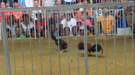 Ach ja und dann werden die Haehne der naechsten  Runde vorgefuehrt.
So und dann beginnt das Chaos! Jeder Wettet mit jedem, ueber Handzeichen wird ausgemacht, wieviel und zu was und das ist ultrakaotisch und laut und wild und lustig, weil man kommt da garnicht mit und dann denkt man sich, wie das alles funktionieren soll, weil man die Zeichen versteht und alles geht so schnell und ploetzlich ist es innerhalb ne Sekunde still- Der Kampf hat begonnen und alle schauen gespannt zu. Die Spannung steigt...