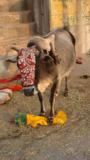 Kuh mit fuenf Beinen