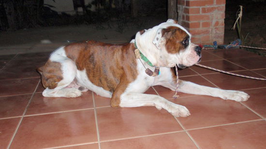 und unser Hund Bruno