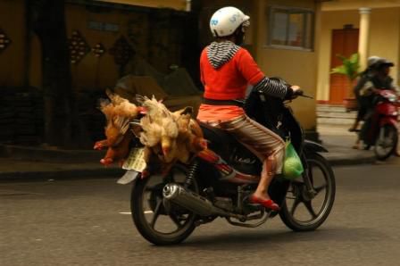 Hier wird alles per Moped transportiert - auch lebende Huehner