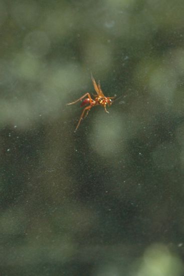 Stuntman Mike haelt sich tapfer.