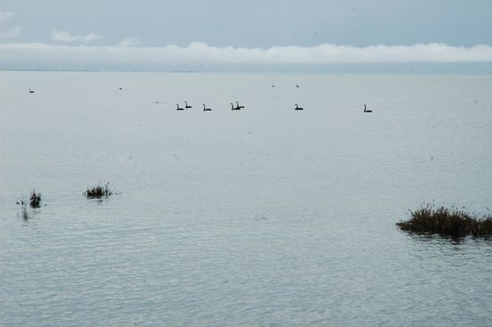 Schwarze Schwaene...