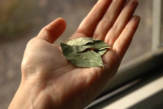 Coca - heiliges Kraut