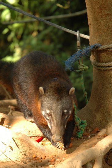 Tejons - auf den ersten Blick sehr niedlich, doch haben sie gefaehrliche Zaehne