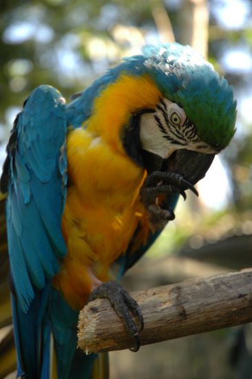 McCoys bezaubern mit ihrem bunten Federkleid