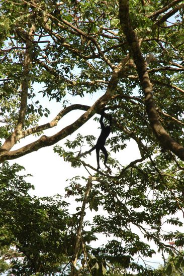 Balus Kaefig ist immer gut besucht von neugierigen Affen.