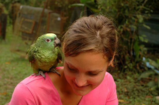 Pea - die Kichererbse