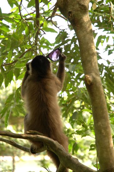 ...oder Meisterdieb?