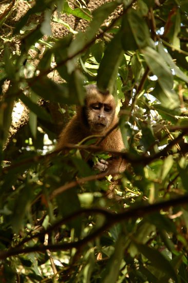 Leider sind noch viel zu wenige der Tiere ausgewildert.