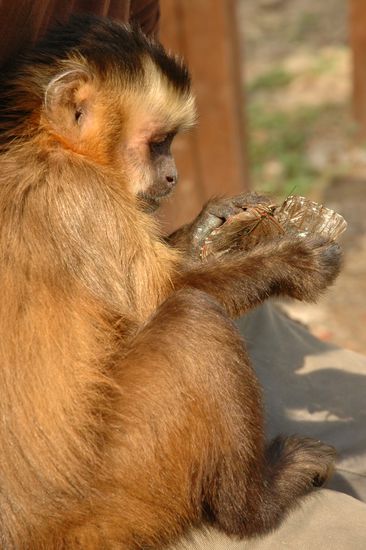 Mitleid kennt Romero nicht