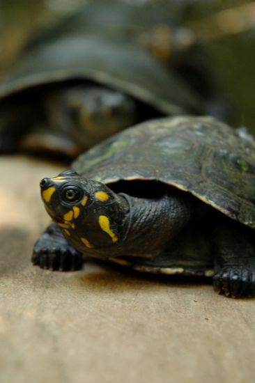 Wenigstens gibt es noch einige friedliche Zeitgenossen im Park